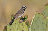 Black-throated Sparrow